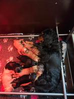 Cavalier king charles pups, Dieren en Toebehoren, België, Particulier, 8 tot 15 weken, Parvo