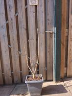 Paarse sering in pot, nu ca 1 meter hoog, Lente, Minder dan 100 cm, Volle zon, In pot