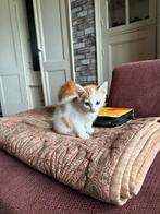 Laatste rode kitten katertje mag nest verlaten, Dieren en Toebehoren, Kater