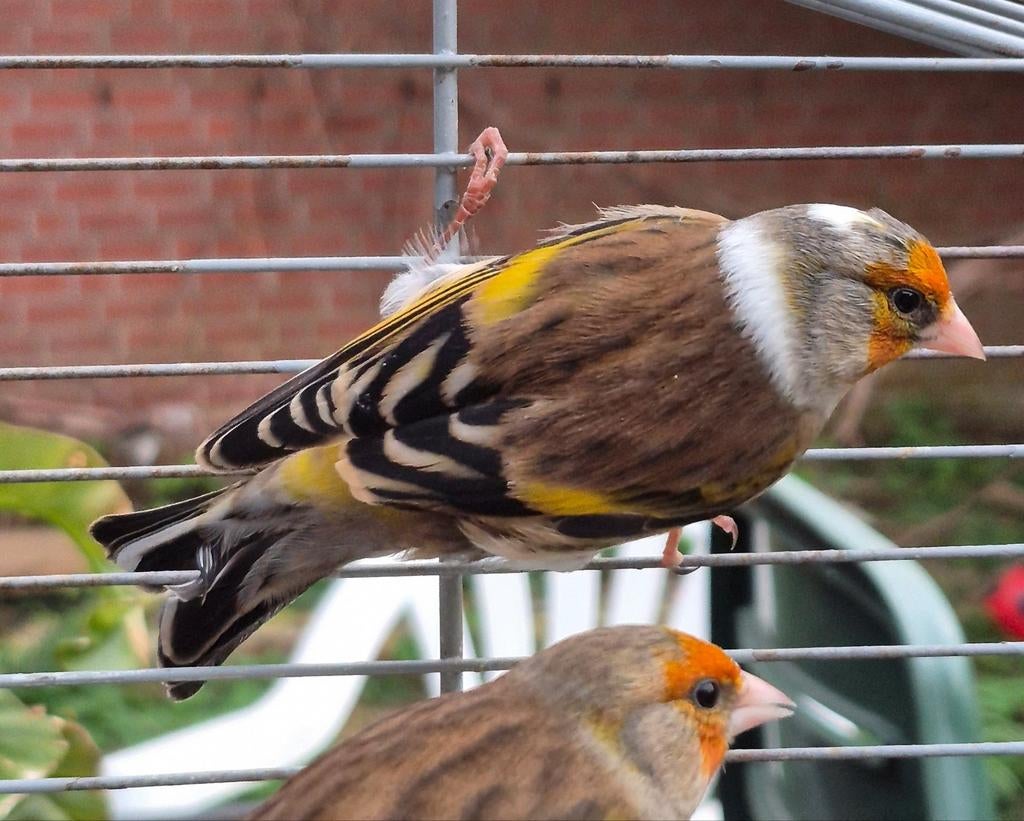 Putter x kanarie, Mannelijk, Bastaard