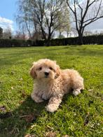 Maltipoo (Maltezer x Toy Poedel) pups, Parvo, Nederland, Overige rassen, 8 tot 15 weken