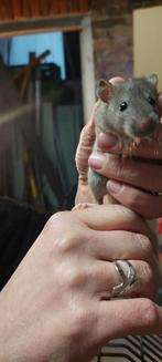 jonge tamme ratjes 5 weekjes oud (oepsnestje), Dieren en Toebehoren, Rat, Februari, Meerdere dieren, Tam