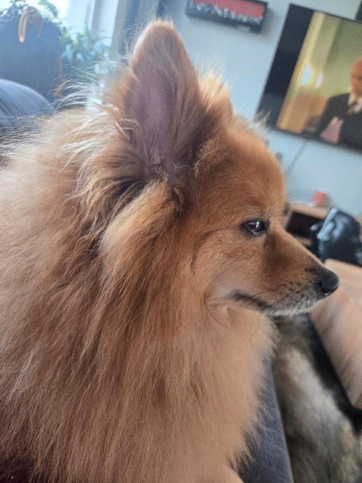 Keeshond, Dieren en Toebehoren, Honden | Poolhonden, Keeshonden en Oertypen, Reu, Keeshond, Particulier, Eén hond, Nederland, 3 tot 5 jaar