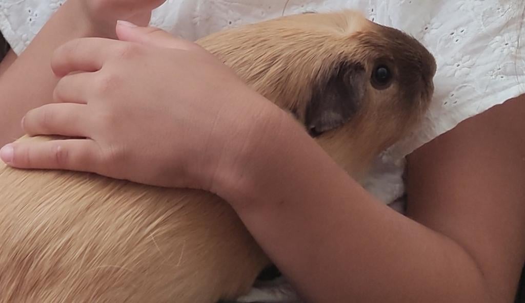 Gezocht CAVIA, maatje voor onze cavia., Dieren en Toebehoren, Knaagdieren, December, Vrouwelijk, Cavia