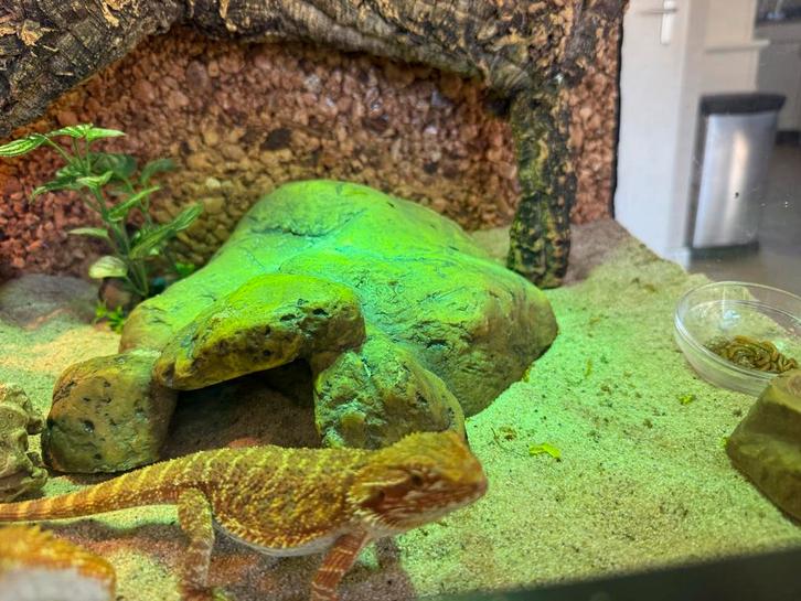 Terrarium met Baardagaam