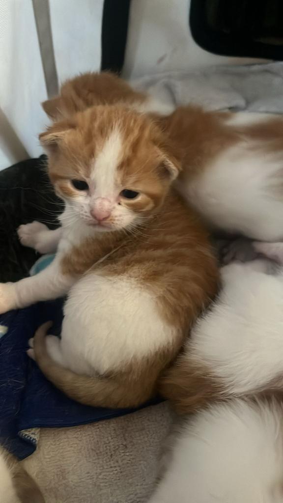 Kittens laaste kitten, Dieren en Toebehoren, Meerdere dieren, Ontwormd