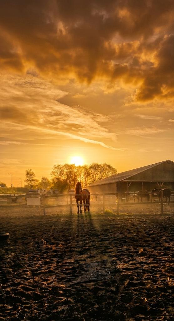 1 box vrij inruil voor hulp pensionstal eikenburg