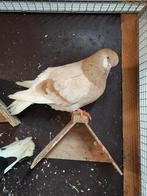 Amsterdamse baardtuimelaar, Dieren en Toebehoren, Vogels | Duiven, Meerdere dieren, Overige soorten