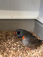 Zebravinken, Dieren en Toebehoren, Vogels | Overige Vogels