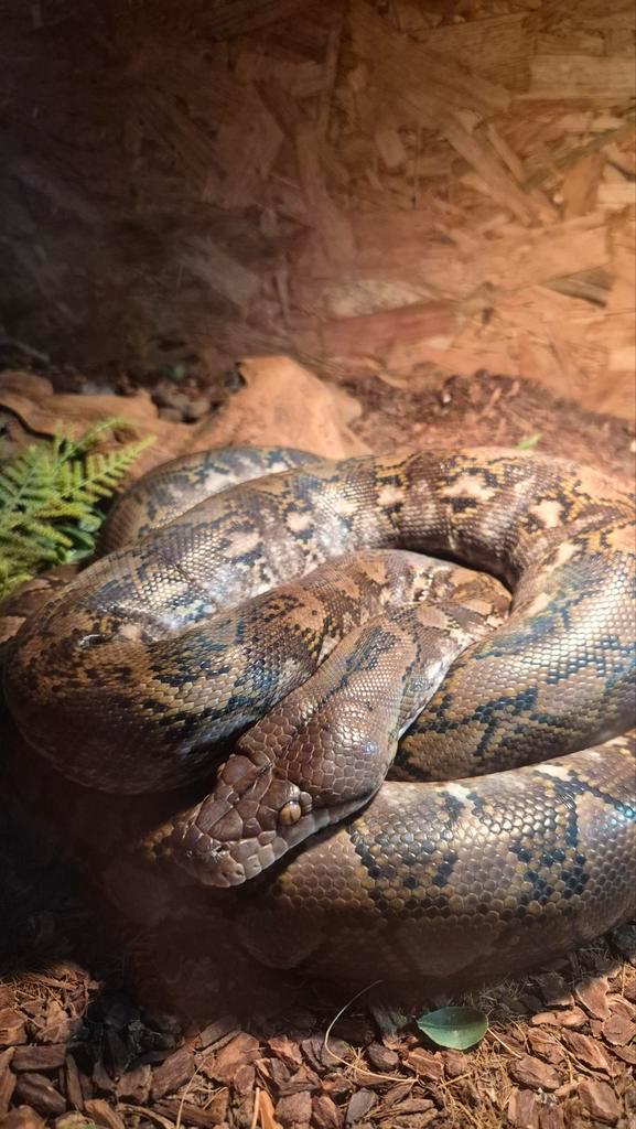 Retic vrouw 75% dwarf Reticulated Python - female for sale from tyliumtokkie