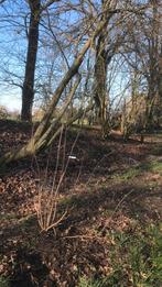 Grotere vlier, Ophalen of Verzenden, Overige soorten, Minder dan 100 cm