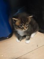 Russische Maine Coon kittens met stamboom, Meerdere dieren, Met stamboom, 0 tot 2 jaar