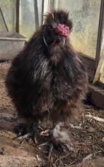 Zijdehoen, Dieren en Toebehoren, Pluimvee, Mannelijk, Kip