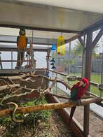 Koppel ara's, Meerdere dieren, Papegaai