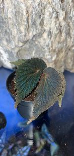 Begonia SP Borneo, Ophalen of Verzenden, Halfschaduw, Minder dan 100 cm