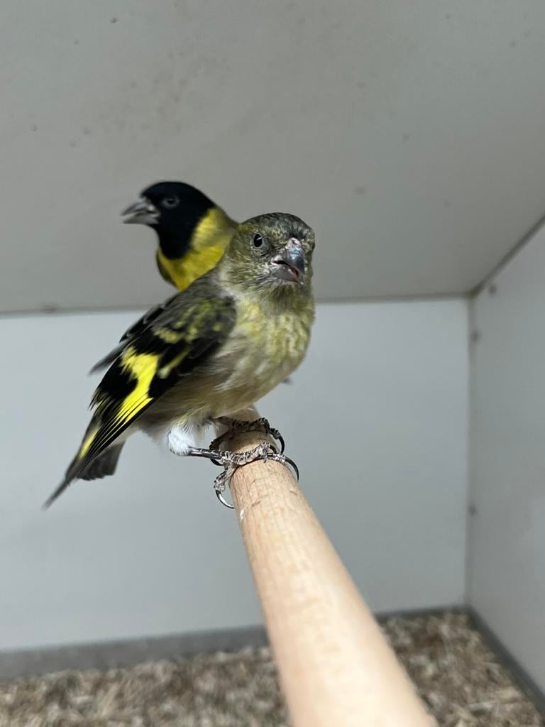 2-2 Zwartkopsijs, Dieren en Toebehoren, Meerdere dieren, Wildzangvogel, Geringd