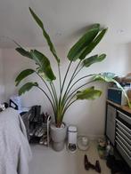 Grote Strelitzia Nicolai - Paradijsvogelplant, Huis en Inrichting, Kamerplanten, Ophalen, 200 cm of meer, Overige soorten, In pot