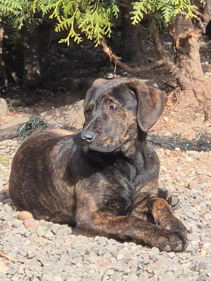 Presa Canario/ Rottweiler pup, Dieren en Toebehoren, Honden | Chihuahua's en Gezelschapshonden, Teef, Overige rassen, Particulier