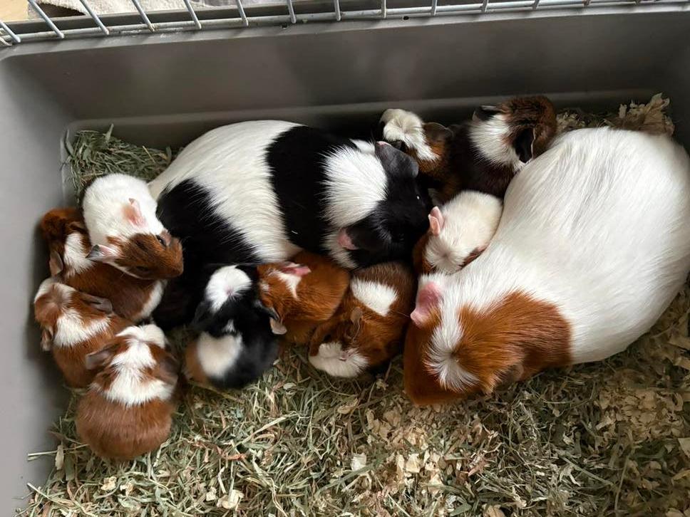 Jonge cavia’s geboren 20 april 2026, Dieren en Toebehoren, Knaagdieren, Cavia, April, Vrouwelijk, Tam
