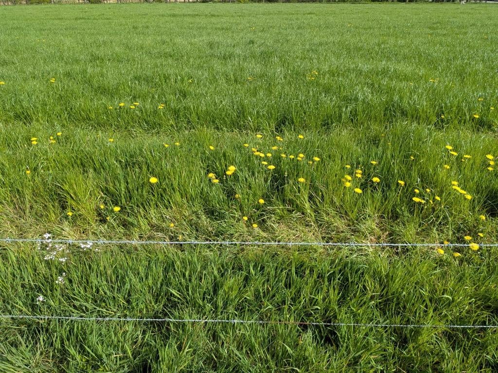 Gezocht gras op stam hooigras, Dieren en Toebehoren, Stalling en Weidegang