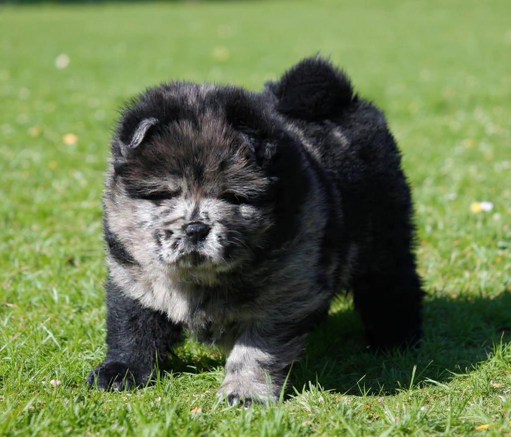 Chow Chow pups, Parvo, Overige rassen, 8 tot 15 weken, Meerdere