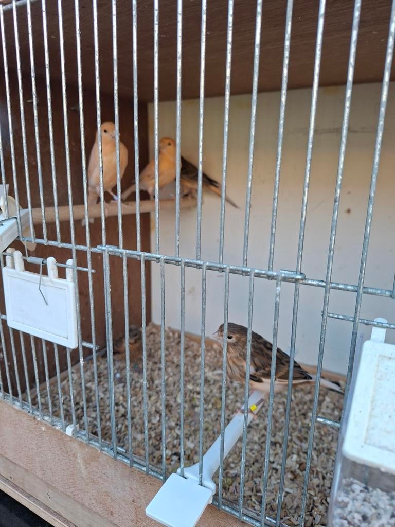 7 jonge harlekein kanaries te koop, Dieren en Toebehoren, Vogels | Kanaries, Meerdere dieren, Kleurkanarie