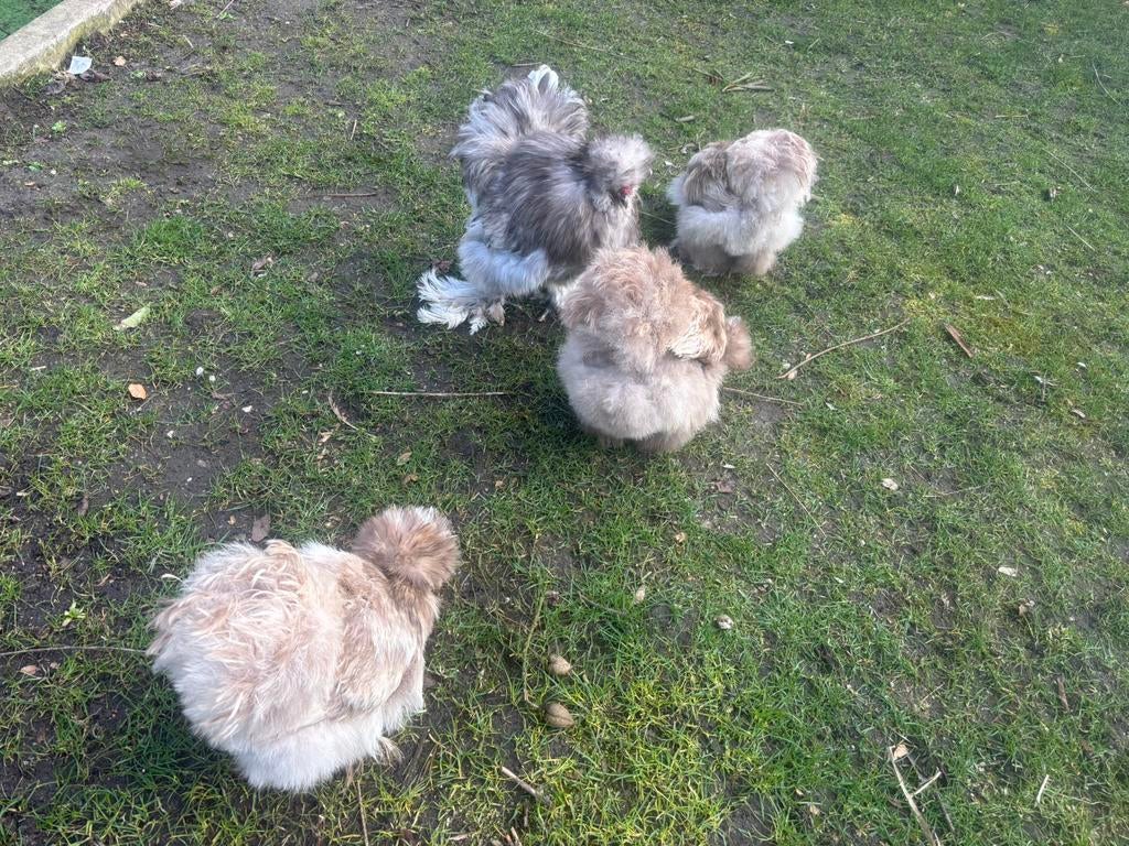 Usa zijderhoen broedeieren, Dieren en Toebehoren, Pluimvee, Geslacht onbekend, Kip