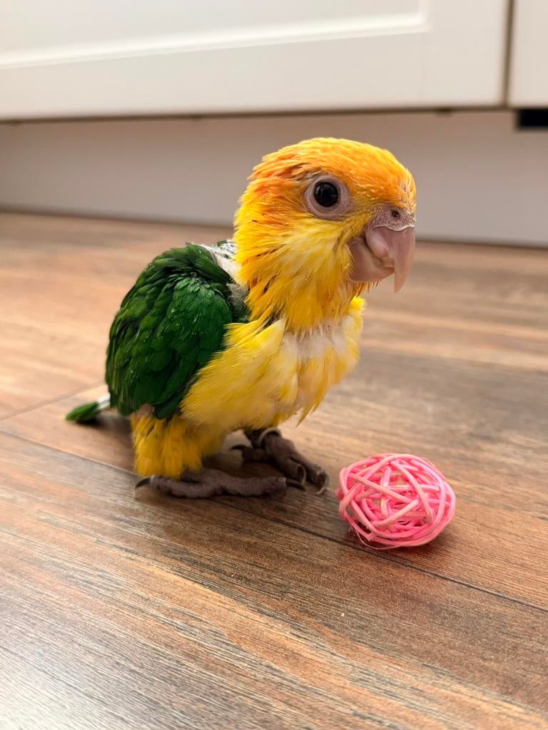 Roestkop caique 9 weken, Dieren en Toebehoren, Geslacht onbekend, Papegaai