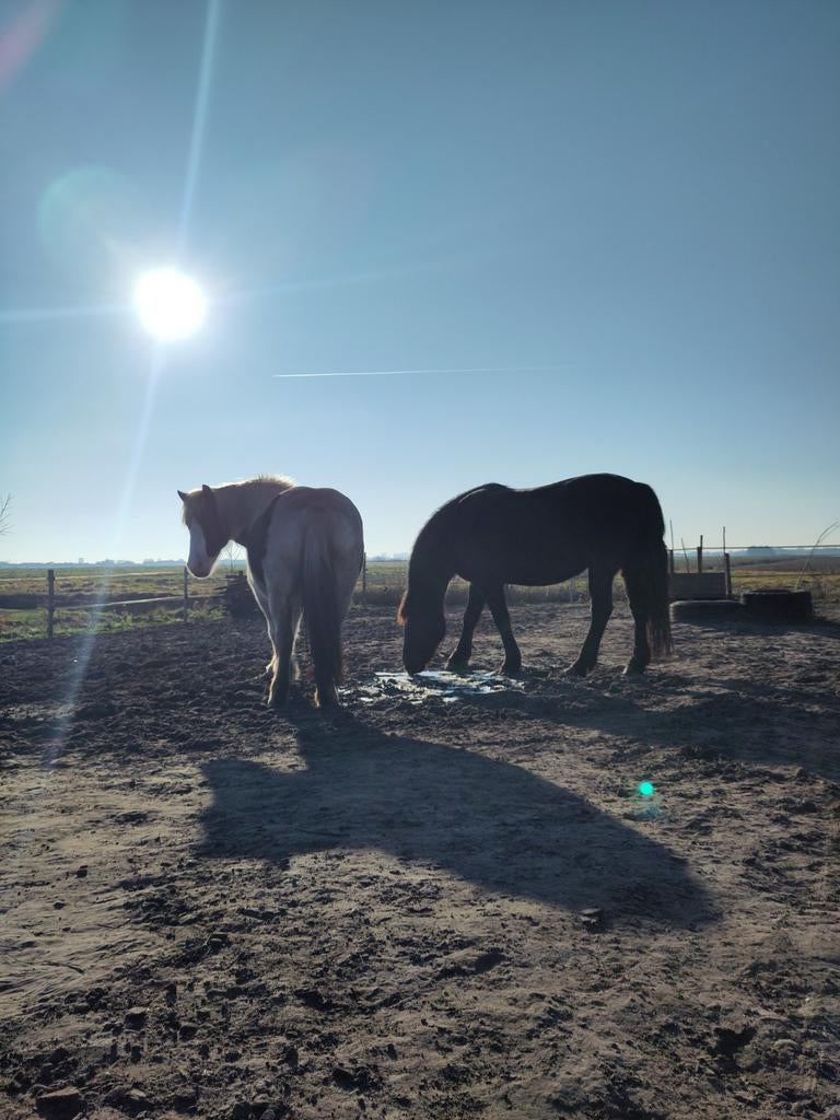 Paddockplekjes vrij Hollandsche Rading, stalling voor pony's