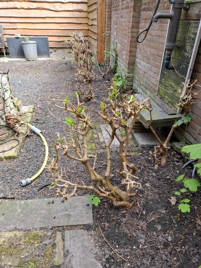 Hortensia's (5 stuks) - zelf uitgraven, Ophalen of Verzenden