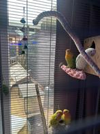 Agapornis, Geslacht onbekend, Dwergpapegaai of Agapornis