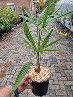 Princeps New form x princeps, Ophalen of Verzenden, Overige soorten, Volle zon