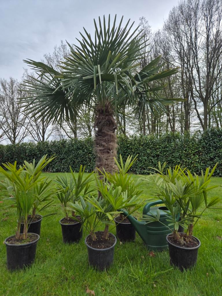 🌴 Dubbelstam 2stam meerstam palmboom Trachycarpus Fortunei, Lente, Minder dan 100 cm, Palmboom, Ophalen