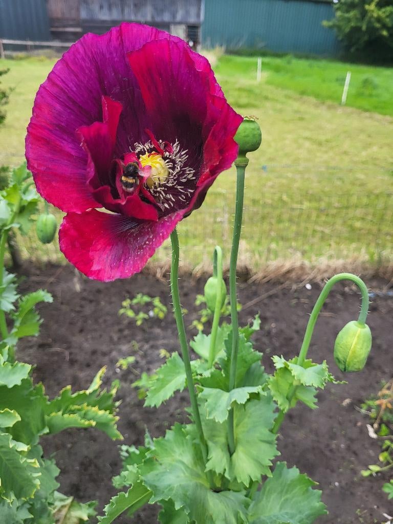 Zaden Papaver enkele bloem paars/rood, Verzenden, Volle zon