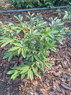 Prunus Zambeliana, Ophalen, Overige soorten, Halfschaduw