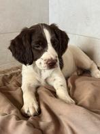 Engelse Springer Spaniël pups, Dieren en Toebehoren, Honden | Retrievers, Spaniëls en Waterhonden, Parvo, 8 tot 15 weken, Meerdere