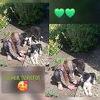 Border collie pup, Dieren en Toebehoren, Reu, 8 tot 15 weken, Eén hond, Nederland