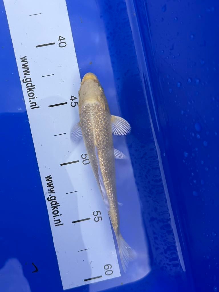 Koi karper yamabuki ogon, Karper of Koi