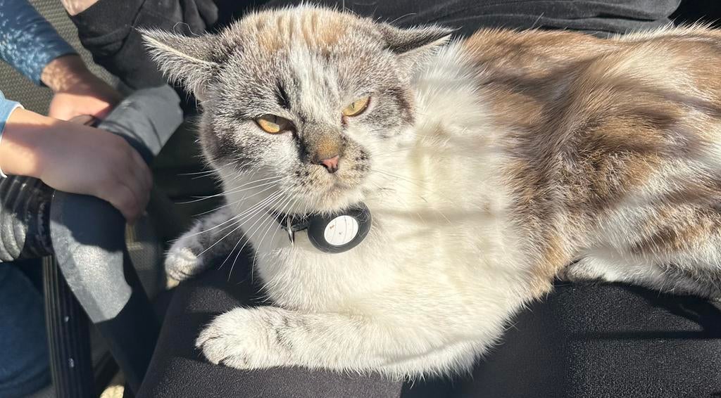 British koorthaar, Dieren en Toebehoren, Kater, Gechipt