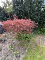 Japanse esdoorn. Rode acer palmatum, Vaste plant, Bloeit niet, Halfschaduw, Ophalen