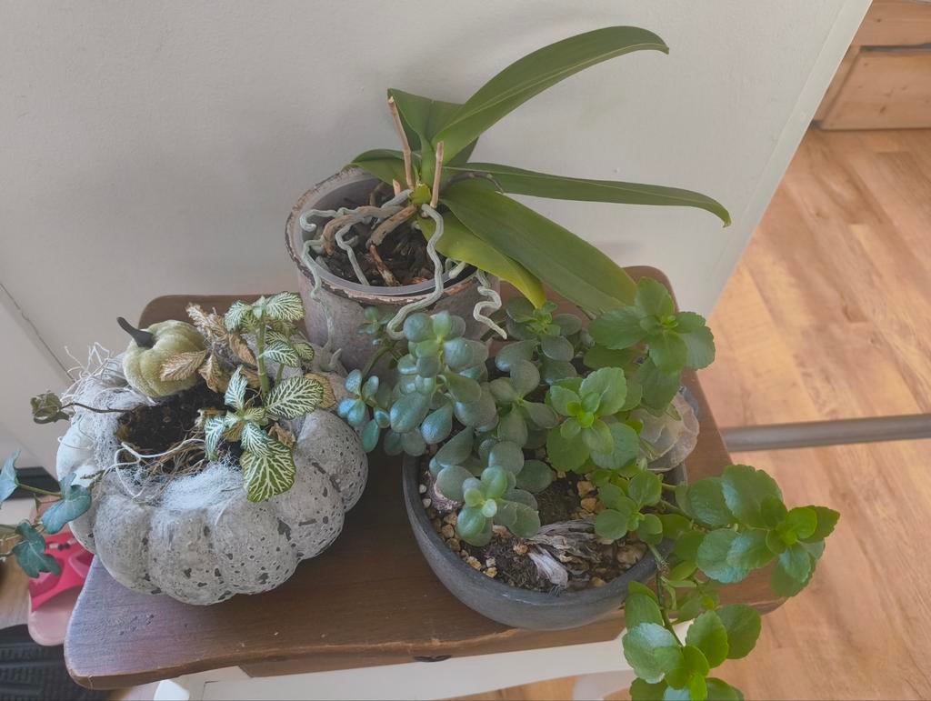 2 planten en Orchidee. Alles voor: €5, Huis en Inrichting, Kamerplanten, Ophalen, Halfschaduw, Minder dan 100 cm