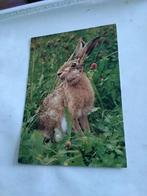 HAAS.  1982, Ophalen of Verzenden, 1980 tot heden