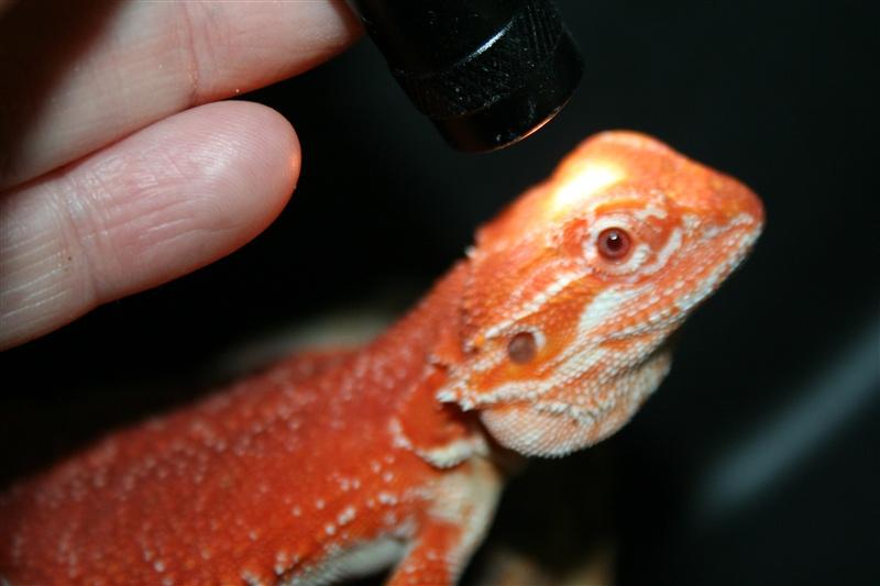 HypoTrans 100% ALBINO T+ RED Baardagaam Bearded Dragon, Dieren en Toebehoren, Hagedis, Tam, 0 tot 2 jaar