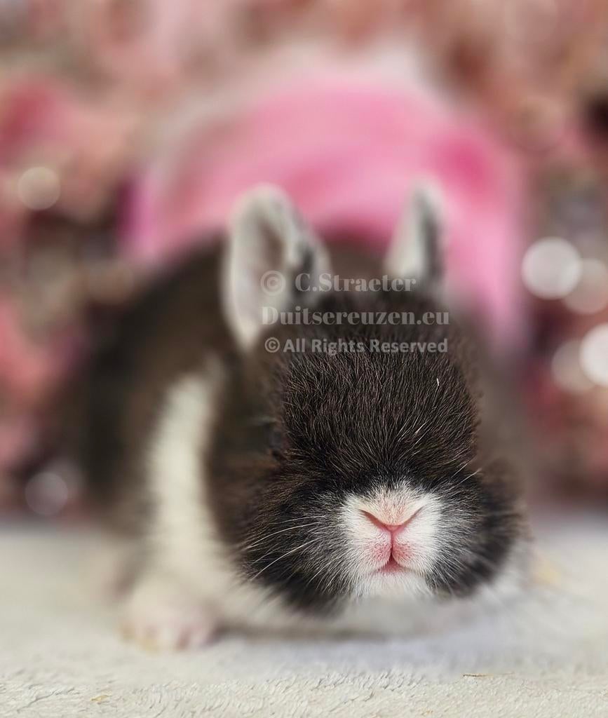 De ENIGE ECHTE mini loffelohr konijntjes, Dieren en Toebehoren, Konijnen, Meerdere dieren, Dwerg