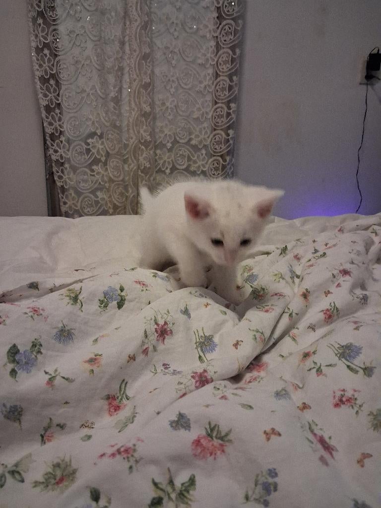 Kitten, Kater, Kortharig, 0 tot 2 jaar