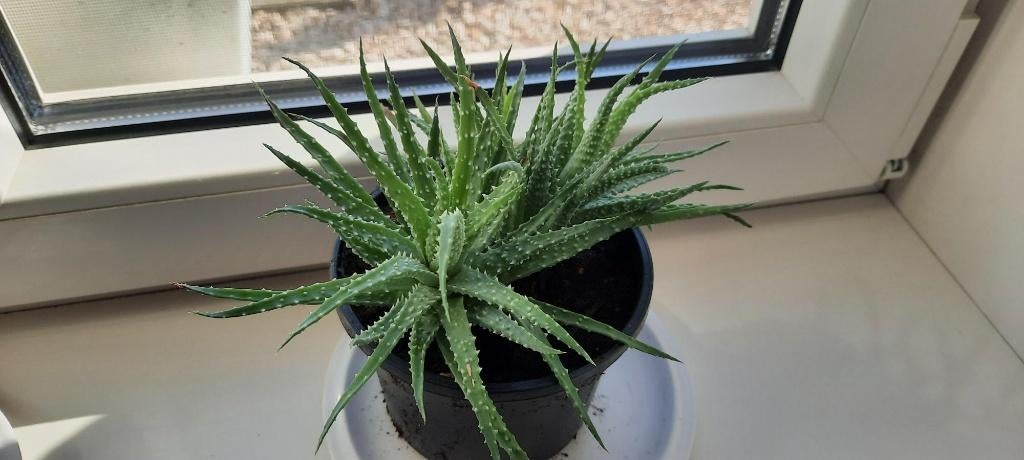 Aangeboden potjes met Kalanchoe Tomentosa en Aloe., Huis en Inrichting, Kamerplanten, Ophalen, In pot, Halfschaduw, Minder dan 100 cm