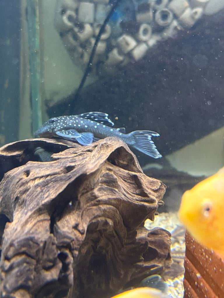 L128 blue phantom pleco maat m, Dieren en Toebehoren, Vissen | Aquariumvissen, Vis, Zoetwatervis