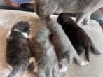 €500 Nestje half Britse Korthaar(geb: 24-03-2026), Dieren en Toebehoren, Katten en Kittens | Overige Katten, Meerdere dieren