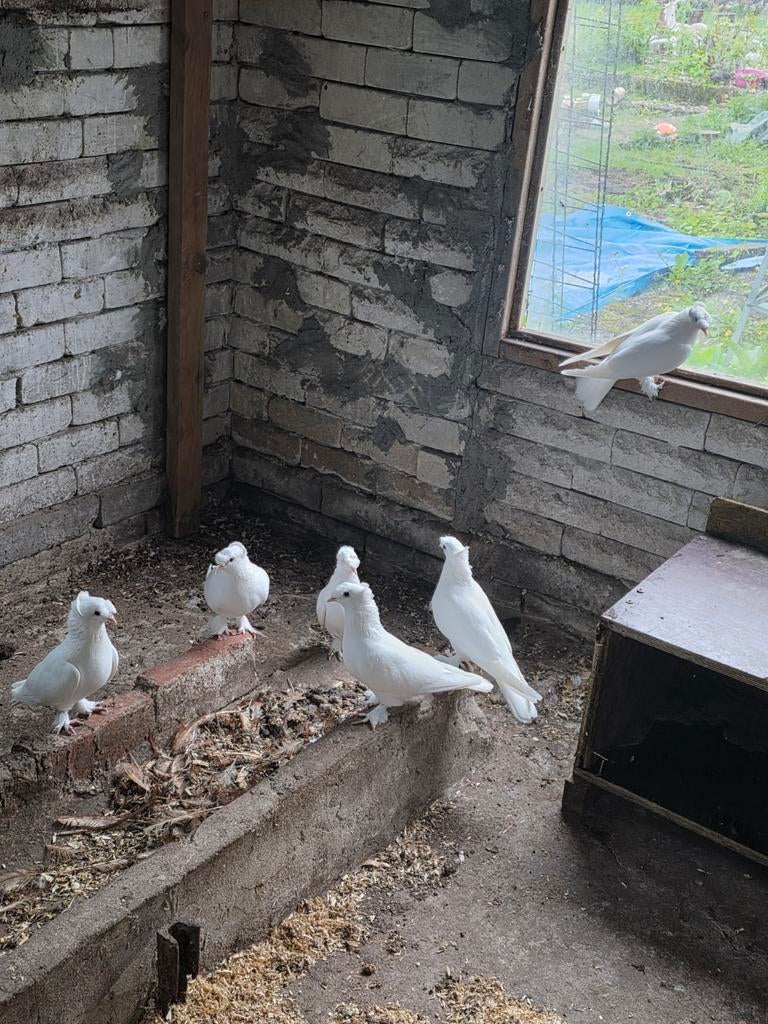 Turks takla 3 moi koppels gzond, Tuimelaar of Roller