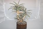 Aloe unknown, Vetplant, Ophalen of Verzenden, Minder dan 100 cm, Volle zon